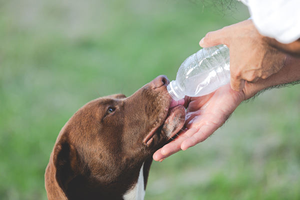 parvo dog drinking water